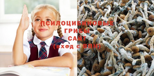 хмурый Аркадак
